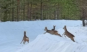 Bambi